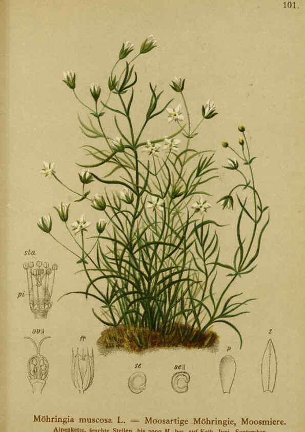 Reproducción/Reproduction 6312025930: Atlas der Alpenflora. v.1. Wien :Eigenthum und Verlag des Deutschen und Oesterr. Alpenvereins,1882