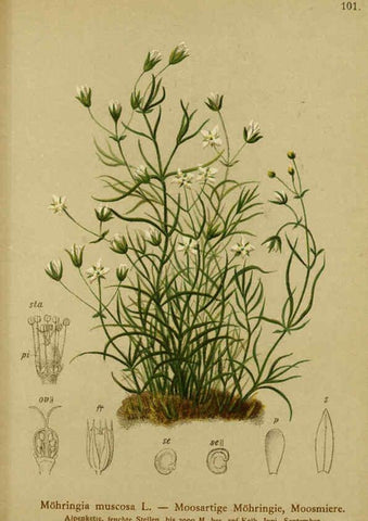 Reproducción/Reproduction 6312025930: Atlas der Alpenflora. v.1. Wien :Eigenthum und Verlag des Deutschen und Oesterr. Alpenvereins,1882