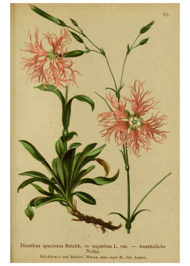Reproducción/Reproduction 6312023974: Atlas der Alpenflora. v.1. Wien :Eigenthum und Verlag des Deutschen und Oesterr. Alpenvereins,1882