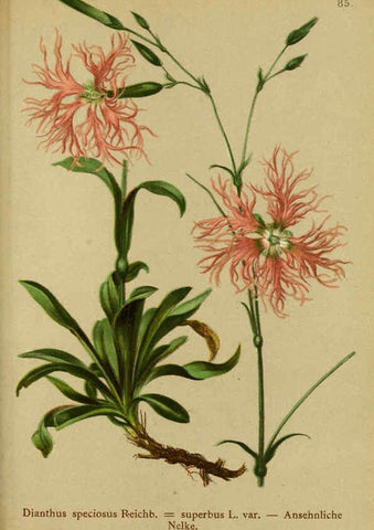 Reproducción/Reproduction 6312023974: Atlas der Alpenflora. v.1. Wien :Eigenthum und Verlag des Deutschen und Oesterr. Alpenvereins,1882