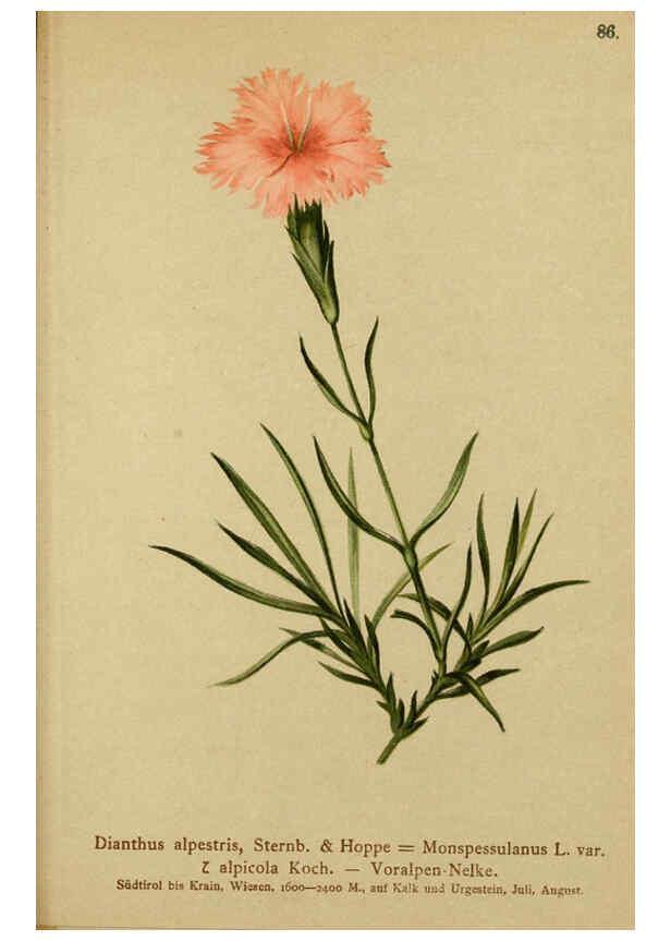 Reproducción/Reproduction 6312024110: Atlas der Alpenflora. v.1. Wien :Eigenthum und Verlag des Deutschen und Oesterr. Alpenvereins,1882