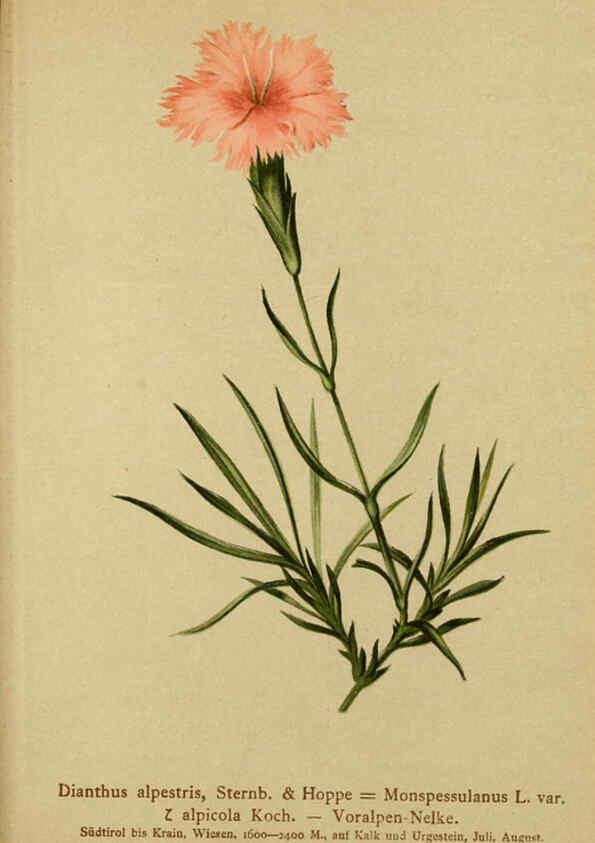 Reproducción/Reproduction 6312024110: Atlas der Alpenflora. v.1. Wien :Eigenthum und Verlag des Deutschen und Oesterr. Alpenvereins,1882