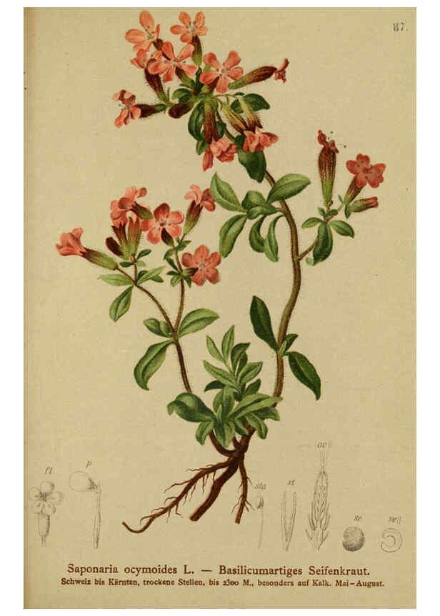 Reproducción/Reproduction 6312024246: Atlas der Alpenflora. v.1. Wien :Eigenthum und Verlag des Deutschen und Oesterr. Alpenvereins,1882
