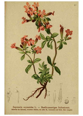 Reproducción/Reproduction 6312024246: Atlas der Alpenflora. v.1. Wien :Eigenthum und Verlag des Deutschen und Oesterr. Alpenvereins,1882