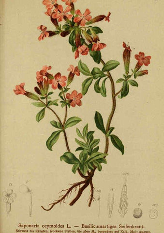 Reproducción/Reproduction 6312024246: Atlas der Alpenflora. v.1. Wien :Eigenthum und Verlag des Deutschen und Oesterr. Alpenvereins,1882