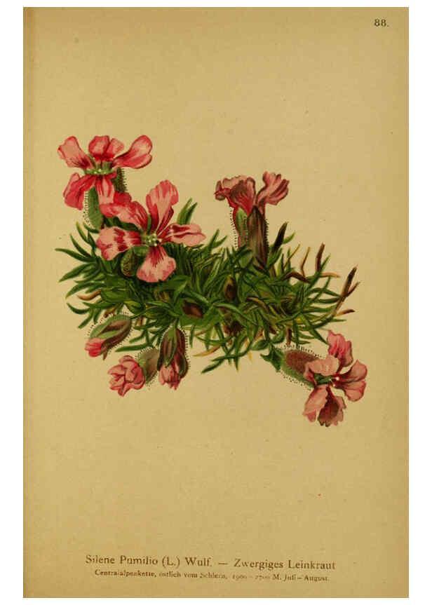 Reproducción/Reproduction 6312024358: Atlas der Alpenflora. v.1. Wien :Eigenthum und Verlag des Deutschen und Oesterr. Alpenvereins,1882