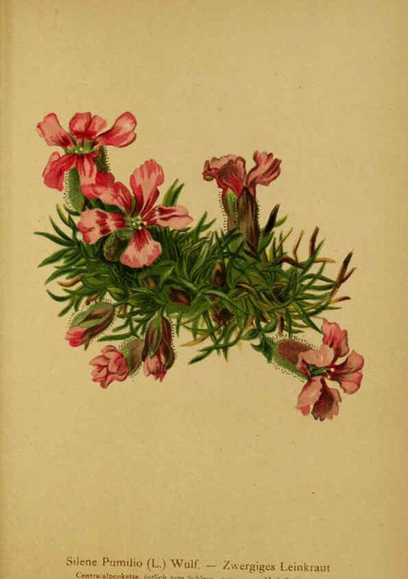 Reproducción/Reproduction 6312024358: Atlas der Alpenflora. v.1. Wien :Eigenthum und Verlag des Deutschen und Oesterr. Alpenvereins,1882