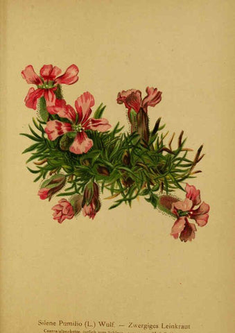 Reproducción/Reproduction 6312024358: Atlas der Alpenflora. v.1. Wien :Eigenthum und Verlag des Deutschen und Oesterr. Alpenvereins,1882