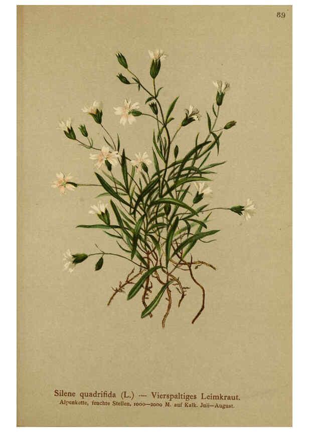 Reproducción/Reproduction 6312024474: Atlas der Alpenflora. v.1. Wien :Eigenthum und Verlag des Deutschen und Oesterr. Alpenvereins,1882