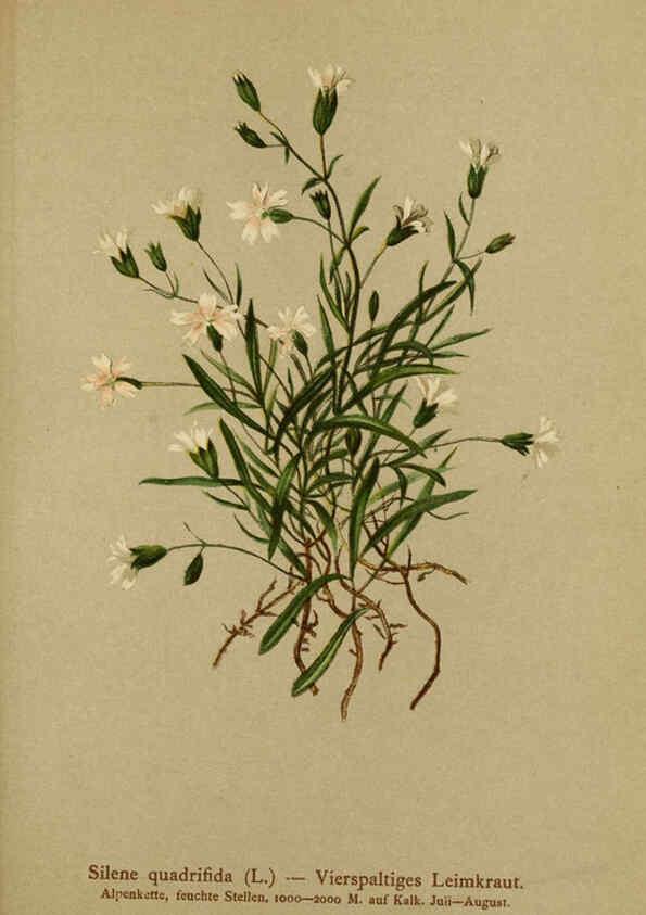 Reproducción/Reproduction 6312024474: Atlas der Alpenflora. v.1. Wien :Eigenthum und Verlag des Deutschen und Oesterr. Alpenvereins,1882