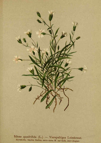 Reproducción/Reproduction 6312024474: Atlas der Alpenflora. v.1. Wien :Eigenthum und Verlag des Deutschen und Oesterr. Alpenvereins,1882