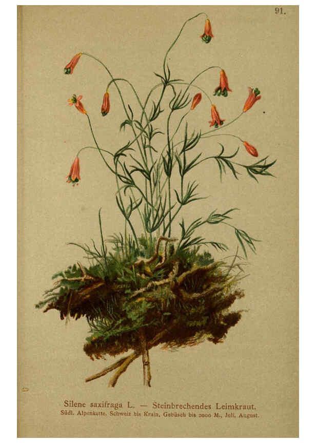Reproducción/Reproduction 6312024582: Atlas der Alpenflora. v.1. Wien :Eigenthum und Verlag des Deutschen und Oesterr. Alpenvereins,1882