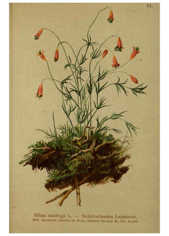 Reproducción/Reproduction 6312024582: Atlas der Alpenflora. v.1. Wien :Eigenthum und Verlag des Deutschen und Oesterr. Alpenvereins,1882
