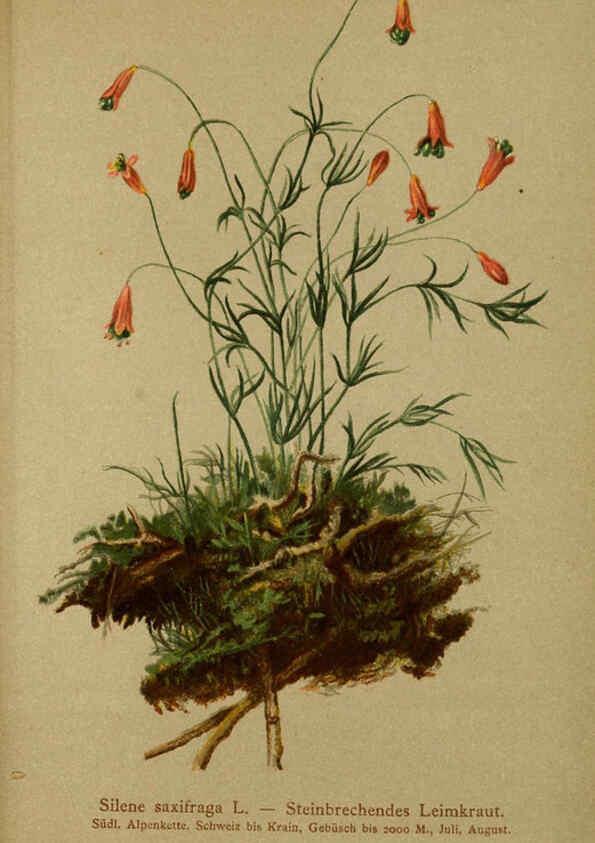 Reproducción/Reproduction 6312024582: Atlas der Alpenflora. v.1. Wien :Eigenthum und Verlag des Deutschen und Oesterr. Alpenvereins,1882