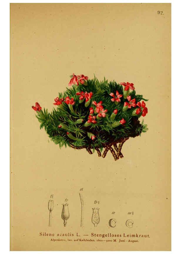 Reproducción/Reproduction 6311504727: Atlas der Alpenflora. v.1. Wien :Eigenthum und Verlag des Deutschen und Oesterr. Alpenvereins,1882