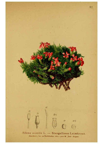 Reproducción/Reproduction 6311504727: Atlas der Alpenflora. v.1. Wien :Eigenthum und Verlag des Deutschen und Oesterr. Alpenvereins,1882