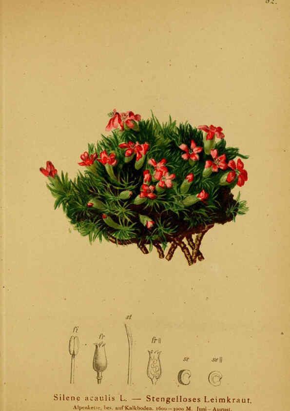 Reproducción/Reproduction 6311504727: Atlas der Alpenflora. v.1. Wien :Eigenthum und Verlag des Deutschen und Oesterr. Alpenvereins,1882