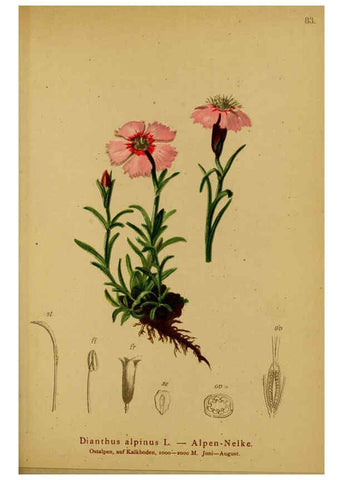 Reproducción/Reproduction 6311503771: Atlas der Alpenflora. v.1. Wien :Eigenthum und Verlag des Deutschen und Oesterr. Alpenvereins,1882