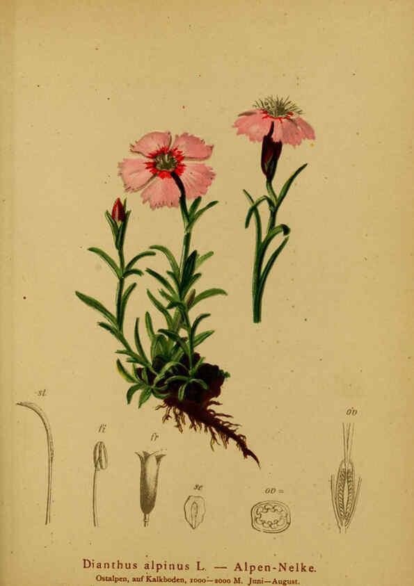 Reproducción/Reproduction 6311503771: Atlas der Alpenflora. v.1. Wien :Eigenthum und Verlag des Deutschen und Oesterr. Alpenvereins,1882