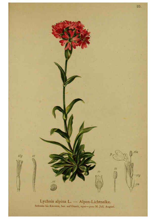 Reproducción/Reproduction 6312024828: Atlas der Alpenflora. v.1. Wien :Eigenthum und Verlag des Deutschen und Oesterr. Alpenvereins,1882