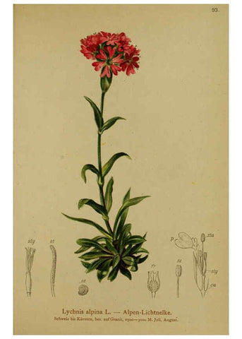 Reproducción/Reproduction 6312024828: Atlas der Alpenflora. v.1. Wien :Eigenthum und Verlag des Deutschen und Oesterr. Alpenvereins,1882