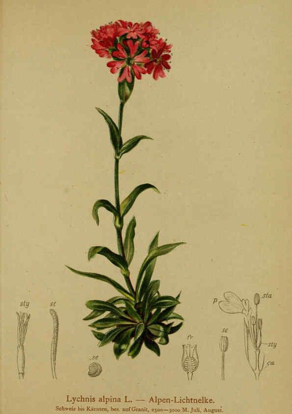Reproducción/Reproduction 6312024828: Atlas der Alpenflora. v.1. Wien :Eigenthum und Verlag des Deutschen und Oesterr. Alpenvereins,1882