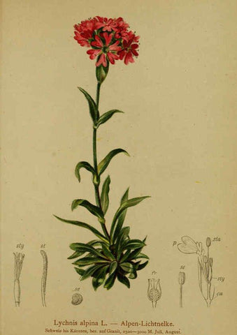 Reproducción/Reproduction 6312024828: Atlas der Alpenflora. v.1. Wien :Eigenthum und Verlag des Deutschen und Oesterr. Alpenvereins,1882