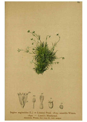 Reproducción/Reproduction 6312025082: Atlas der Alpenflora. v.1. Wien :Eigenthum und Verlag des Deutschen und Oesterr. Alpenvereins,1882
