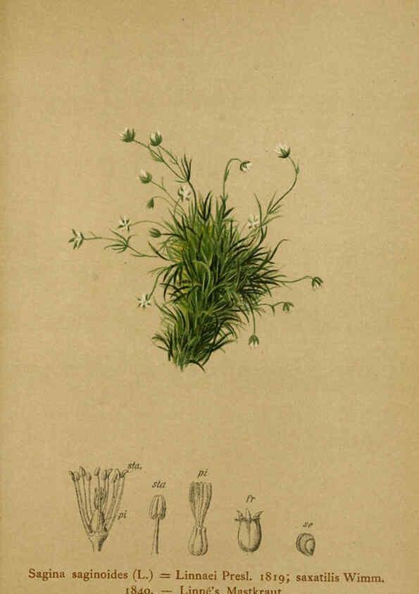 Reproducción/Reproduction 6312025082: Atlas der Alpenflora. v.1. Wien :Eigenthum und Verlag des Deutschen und Oesterr. Alpenvereins,1882