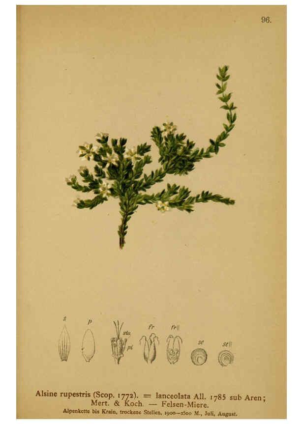 Reproducción/Reproduction 6312025212: Atlas der Alpenflora. v.1. Wien :Eigenthum und Verlag des Deutschen und Oesterr. Alpenvereins,1882