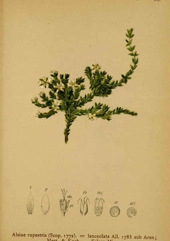 Reproducción/Reproduction 6312025212: Atlas der Alpenflora. v.1. Wien :Eigenthum und Verlag des Deutschen und Oesterr. Alpenvereins,1882
