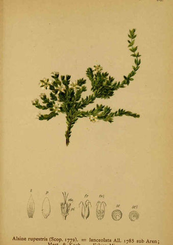 Reproducción/Reproduction 6312025212: Atlas der Alpenflora. v.1. Wien :Eigenthum und Verlag des Deutschen und Oesterr. Alpenvereins,1882