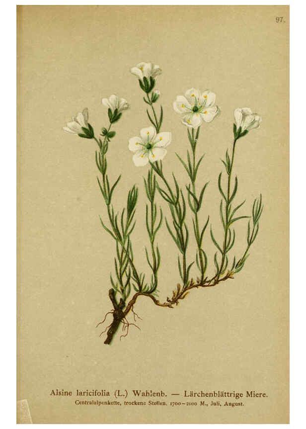 Reproducción/Reproduction 6312025310: Atlas der Alpenflora. v.1. Wien :Eigenthum und Verlag des Deutschen und Oesterr. Alpenvereins,1882