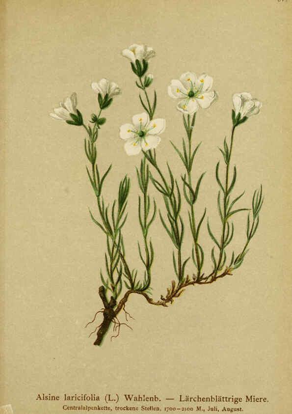 Reproducción/Reproduction 6312025310: Atlas der Alpenflora. v.1. Wien :Eigenthum und Verlag des Deutschen und Oesterr. Alpenvereins,1882