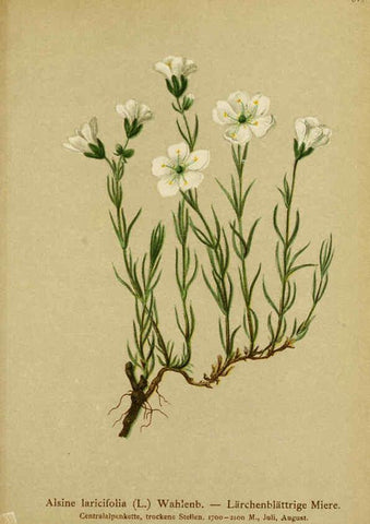 Reproducción/Reproduction 6312025310: Atlas der Alpenflora. v.1. Wien :Eigenthum und Verlag des Deutschen und Oesterr. Alpenvereins,1882