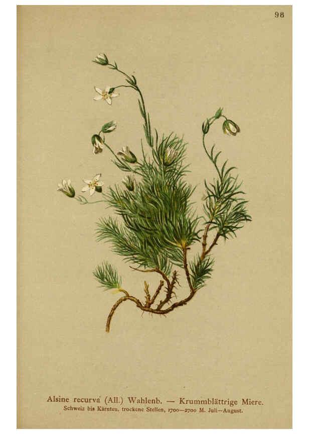 Reproducción/Reproduction 6311505439: Atlas der Alpenflora. v.1. Wien :Eigenthum und Verlag des Deutschen und Oesterr. Alpenvereins,1882