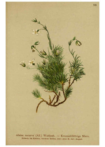 Reproducción/Reproduction 6311505439: Atlas der Alpenflora. v.1. Wien :Eigenthum und Verlag des Deutschen und Oesterr. Alpenvereins,1882