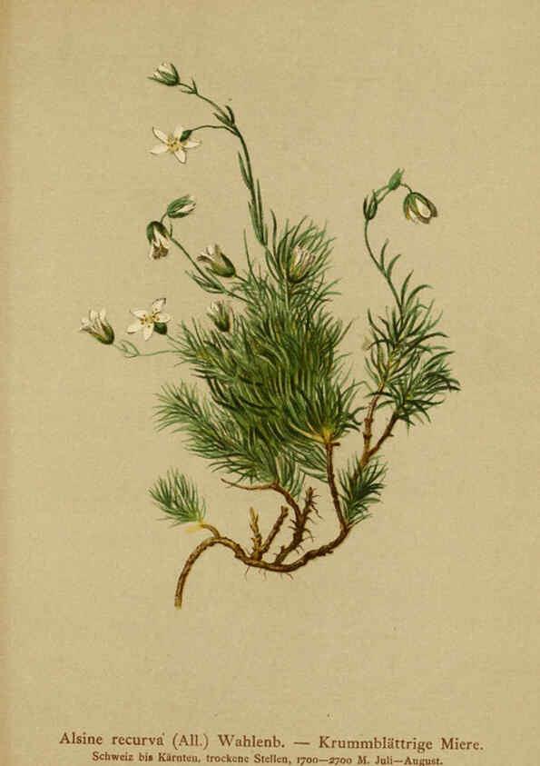 Reproducción/Reproduction 6311505439: Atlas der Alpenflora. v.1. Wien :Eigenthum und Verlag des Deutschen und Oesterr. Alpenvereins,1882