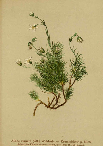 Reproducción/Reproduction 6311505439: Atlas der Alpenflora. v.1. Wien :Eigenthum und Verlag des Deutschen und Oesterr. Alpenvereins,1882