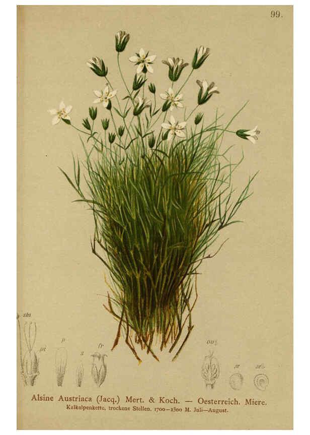 Reproducción/Reproduction 6312025526: Atlas der Alpenflora. v.1. Wien :Eigenthum und Verlag des Deutschen und Oesterr. Alpenvereins,1882