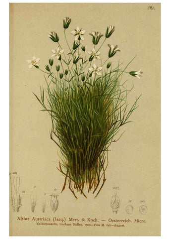 Reproducción/Reproduction 6312025526: Atlas der Alpenflora. v.1. Wien :Eigenthum und Verlag des Deutschen und Oesterr. Alpenvereins,1882