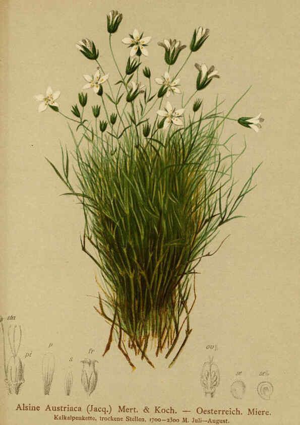 Reproducción/Reproduction 6312025526: Atlas der Alpenflora. v.1. Wien :Eigenthum und Verlag des Deutschen und Oesterr. Alpenvereins,1882