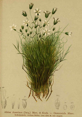 Reproducción/Reproduction 6312025526: Atlas der Alpenflora. v.1. Wien :Eigenthum und Verlag des Deutschen und Oesterr. Alpenvereins,1882