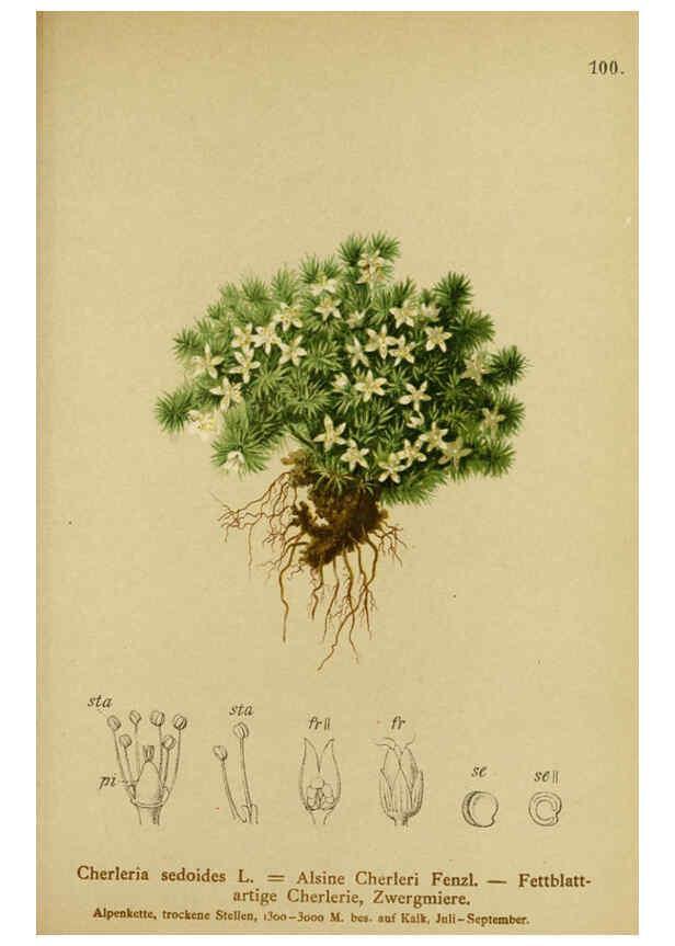 Reproducción/Reproduction 6312025646: Atlas der Alpenflora. v.1. Wien :Eigenthum und Verlag des Deutschen und Oesterr. Alpenvereins,1882
