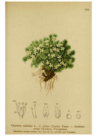 Reproducción/Reproduction 6312025646: Atlas der Alpenflora. v.1. Wien :Eigenthum und Verlag des Deutschen und Oesterr. Alpenvereins,1882
