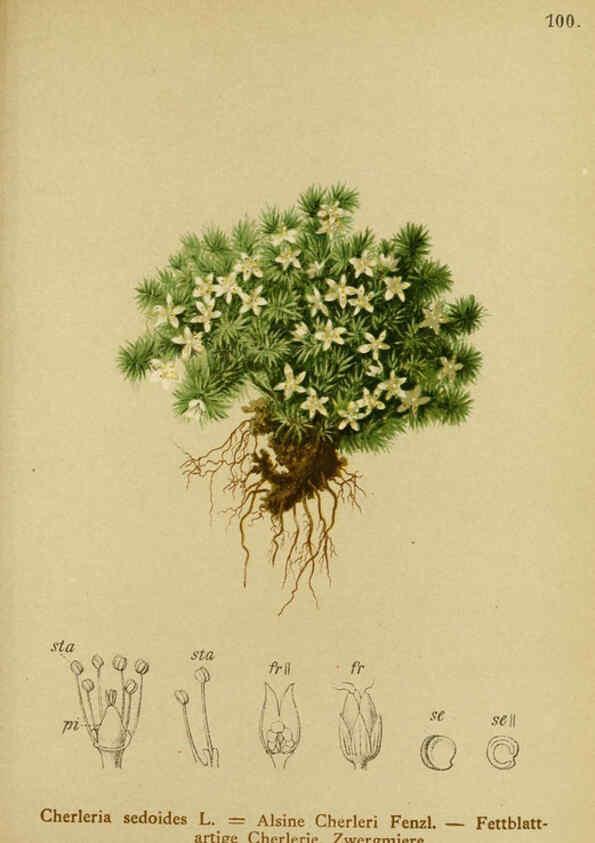 Reproducción/Reproduction 6312025646: Atlas der Alpenflora. v.1. Wien :Eigenthum und Verlag des Deutschen und Oesterr. Alpenvereins,1882