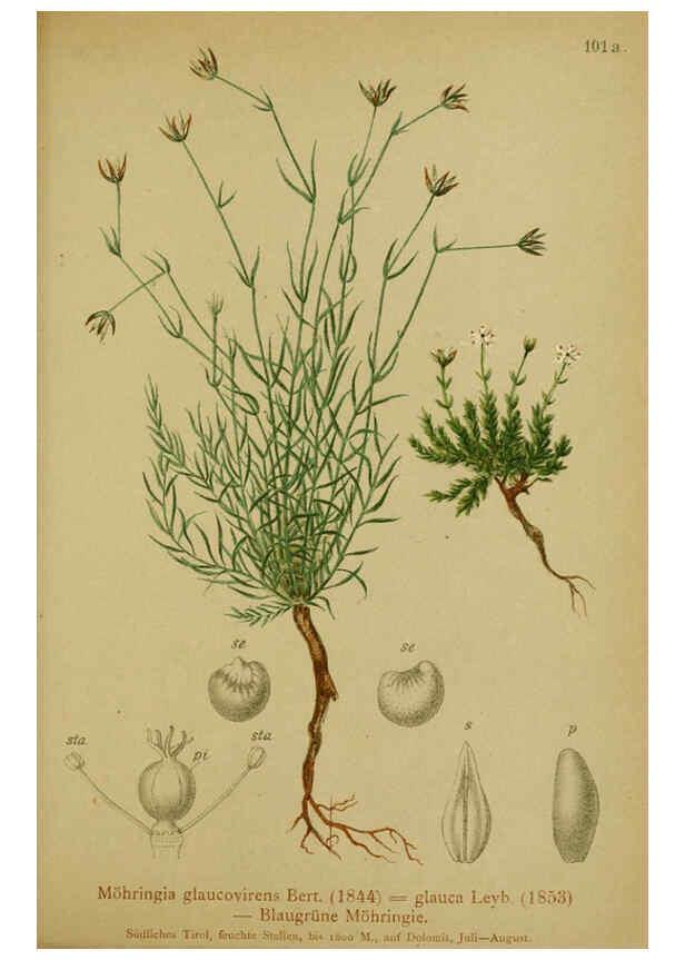 Reproducción/Reproduction 6311505779: Atlas der Alpenflora. v.1. Wien :Eigenthum und Verlag des Deutschen und Oesterr. Alpenvereins,1882