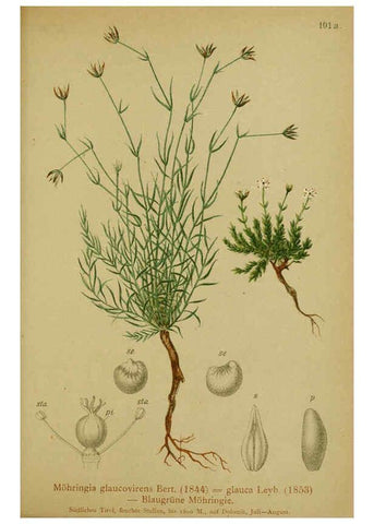 Reproducción/Reproduction 6311505779: Atlas der Alpenflora. v.1. Wien :Eigenthum und Verlag des Deutschen und Oesterr. Alpenvereins,1882
