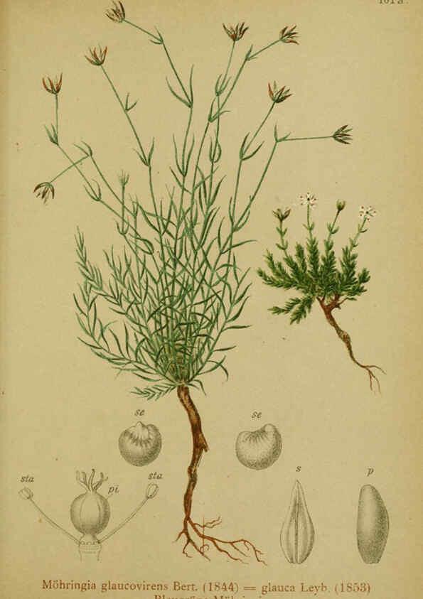 Reproducción/Reproduction 6311505779: Atlas der Alpenflora. v.1. Wien :Eigenthum und Verlag des Deutschen und Oesterr. Alpenvereins,1882