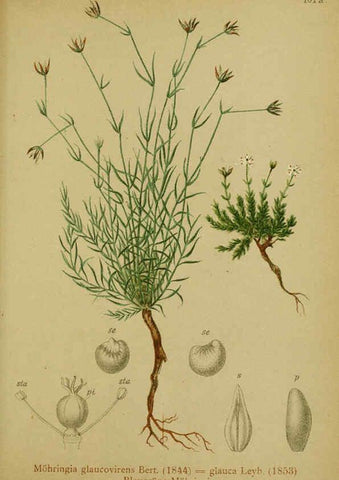 Reproducción/Reproduction 6311505779: Atlas der Alpenflora. v.1. Wien :Eigenthum und Verlag des Deutschen und Oesterr. Alpenvereins,1882